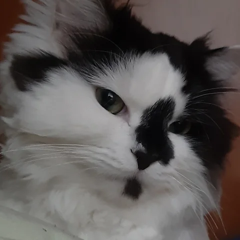 고양이 프로필 사진