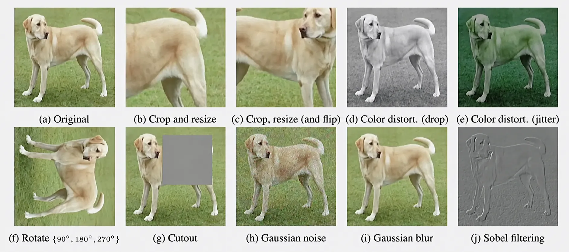 원본 image에 crop, color distortion, rotation, blur 등을 적용한 augmentation 예시
