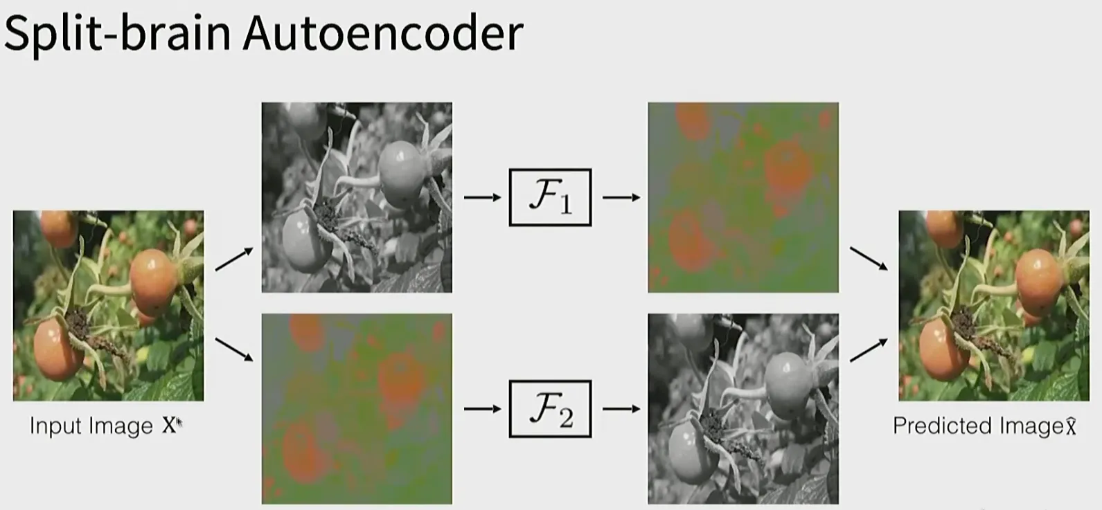 L channel과 ab channel을 서로 예측하는 split-brain autoencoder